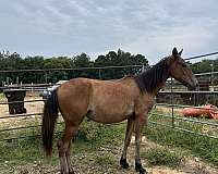 cheap-filly-yearling