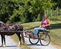 driving-pony