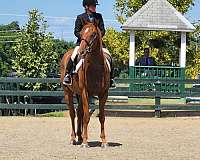 gore-thoroughbred-horse