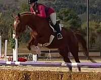 va-thoroughbred-horse