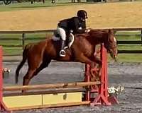 16h-horse