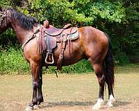 all-around-rocky-mountain-horse