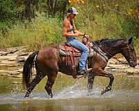 beginner-rocky-mountain-horse