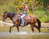 drill-team-rocky-mountain-horse