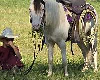 driving-pony