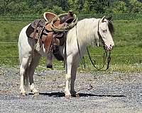 beginner-pony