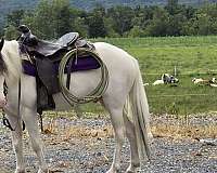 flashy-pony
