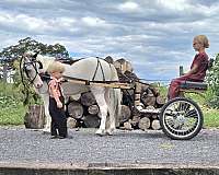 kid-safe-pony