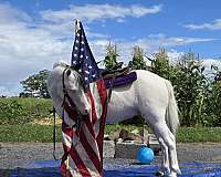 trail-pony