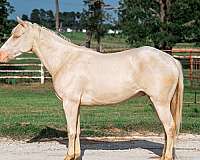 athletic-quarter-horse