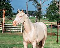 flashy-quarter-horse