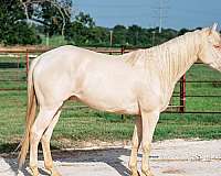 blue-eyed-quarter-horse