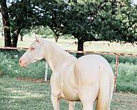 ranch-quarter-horse