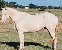 ranch-versatility-quarter-horse