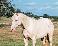 ranch-work-quarter-horse