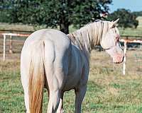 ridden-western-quarter-horse