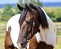 eventing-draft-horse