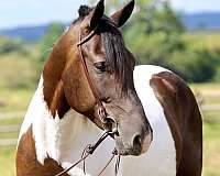 english-pleasure-draft-horse
