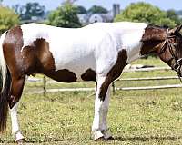 athletic-draft-horse