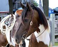 jumping-draft-horse
