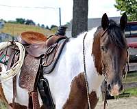 ridden-english-draft-horse
