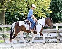 ridden-western-draft-horse