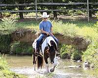 show-draft-horse