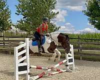 trail-draft-horse
