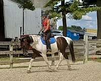 trail-riding-draft-horse