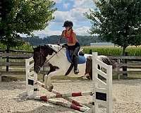 pinto-draft-gelding