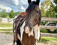 western-pleasure-draft-horse
