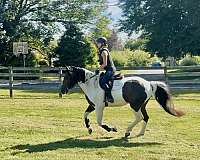 western-riding-draft-horse