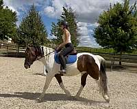 pinto-all-around-horse