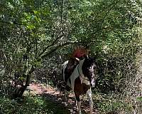 pinto-athletic-horse