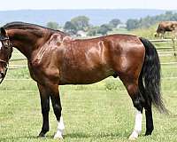 jumper-dutch-warmblood-pony