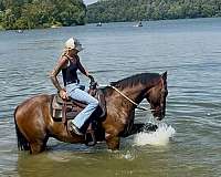 action-dutch-warmblood-pony
