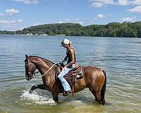 all-dutch-warmblood-pony