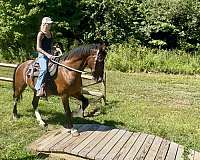 and-more-dutch-warmblood-pony