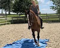 arena-dutch-warmblood-pony