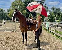 around-dutch-warmblood-pony