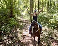 attention-dutch-warmblood-pony