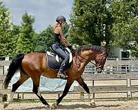auction-dutch-warmblood-pony
