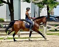 available-dutch-warmblood-pony