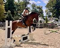 barn-dutch-warmblood-pony