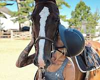 bathes-dutch-warmblood-pony