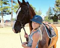 blaze-dutch-warmblood-pony