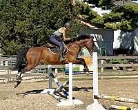 bold-dutch-warmblood-pony