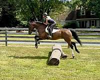 boy-dutch-warmblood-pony