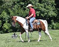 chestnut-tobiano-horse