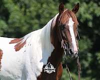 gaited-horse-tennessee-walking